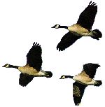 geese11