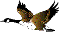 geese12