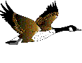 geese13