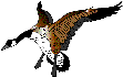 geese14