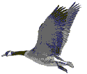 geese3