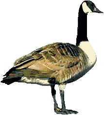 geese2