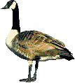 geese5