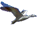 geese9