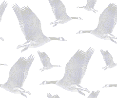 background sample
