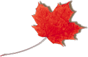 leaf16